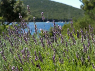 Holiday house Three bedroom house near beach Cove Žinčena, Pašman K-12982 - Outdoor photo 8
