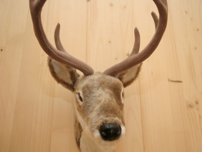 Chalet Chalet in Hohentauern in the ski area - Outdoor photo 37