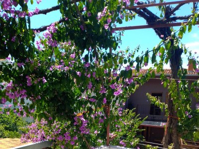 Apartment One bedroom apartment with terrace Ivan Dolac, Hvar A-18269-c - Outdoor photo 12