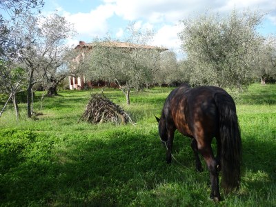 Holiday apartment Oliveto - Features photo 17