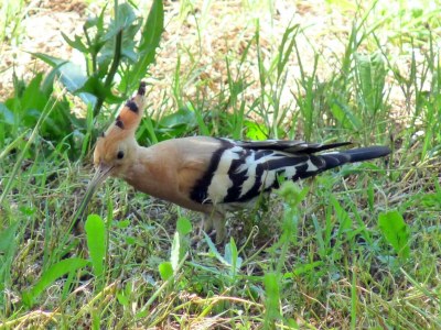 Holiday apartment Oliveto - Features photo 18