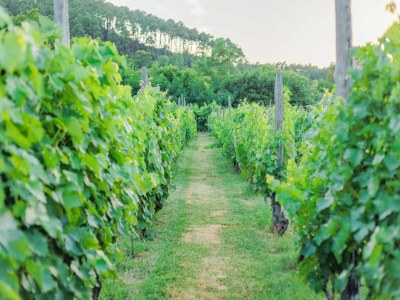 Villa Villa near Lucca with Tuscan Garden Views - Outdoor photo 2