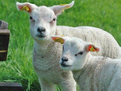 Cottage Herrenhaus in De Cocksdorp - Environment photo 20