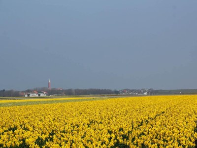 Cottage Herrenhaus in De Cocksdorp - Environment photo 21