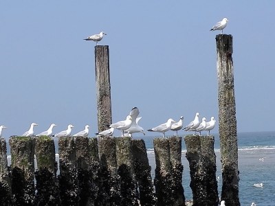 Holiday apartment Het Veerse Bree Nr 59 - Environment photo 14