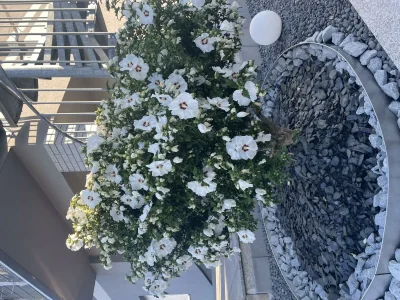 Apartment Heidis Ferienoase - Outdoor photo 8