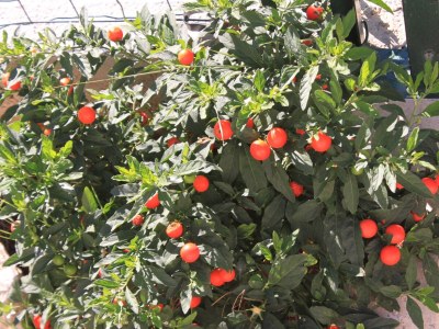 Apartment One bedroom apartment with terrace Umag A-7189-a - Outdoor photo 13