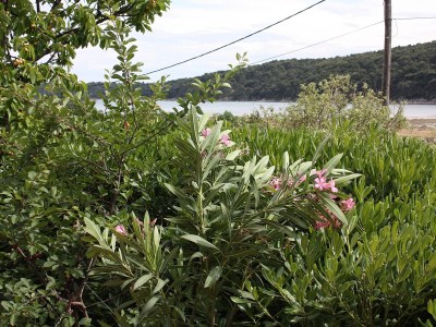 Apartment Three bedroom apartment with terrace Kampor, Rab A-4985-a - Outdoor photo 32