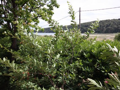 Apartment Three bedroom apartment with terrace Kampor, Rab A-4985-a - Outdoor photo 36