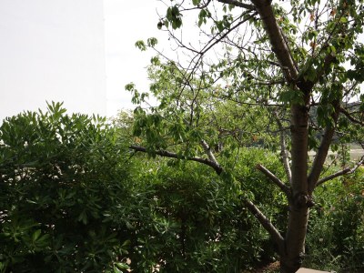 Apartment Three bedroom apartment with terrace Kampor, Rab A-4985-a - Outdoor photo 43