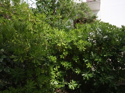 Apartment Three bedroom apartment with terrace Kampor, Rab A-4985-a - Outdoor photo 44