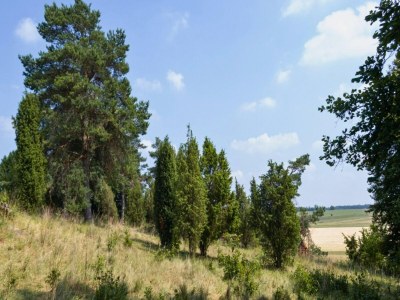 Villa Eifel finca with whirlpool and garden lounge - Environment photo 29