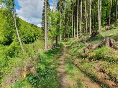 Villa Eifel finca with whirlpool and garden lounge - Environment photo 30