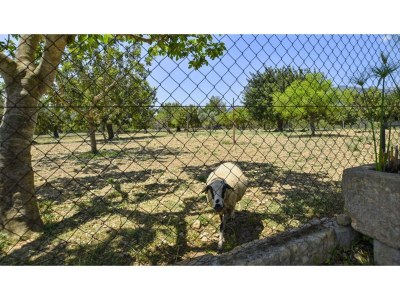 Holiday house Landhaus in Selva mit privatem Pool - Environment photo 22