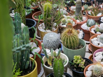 Apartment Apartments Maria Koločep - Two Bedroom Apartment with Terrace and Garden View - Outdoor photo 5