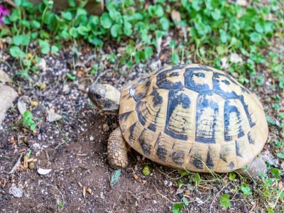 Apartment Apartment Matej - One Bedroom Apartment (Žrtava s Dakse) - Outdoor photo 13
