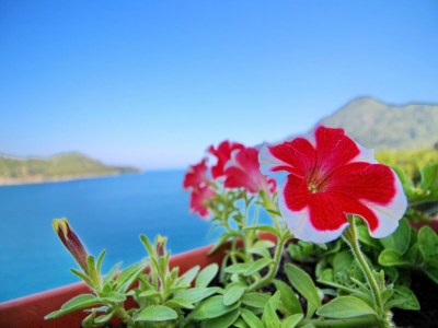 Apartment Apartments Filipović - One-Bedroom Apartment with Balcony and Sea View (A1) - Outdoor photo 5