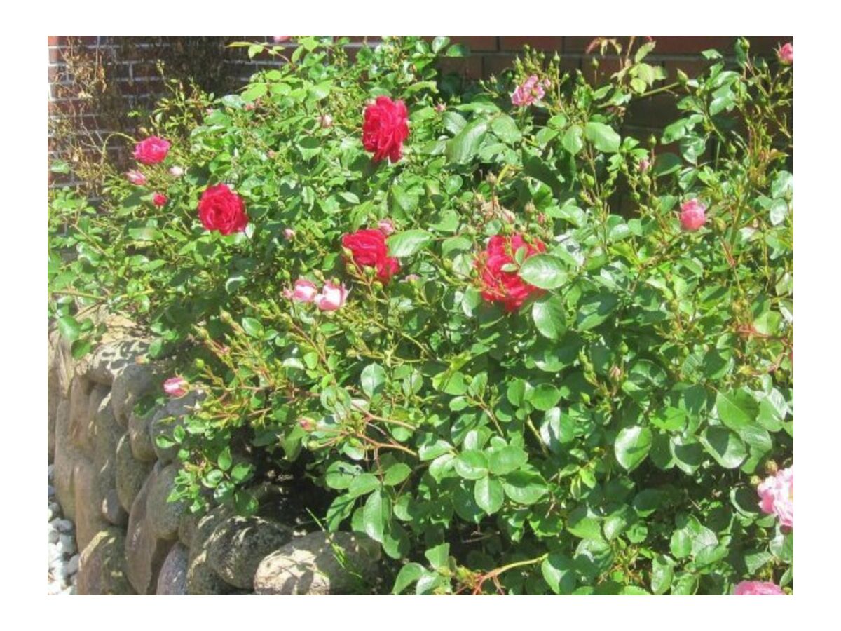 Holiday house Beachcomber EG