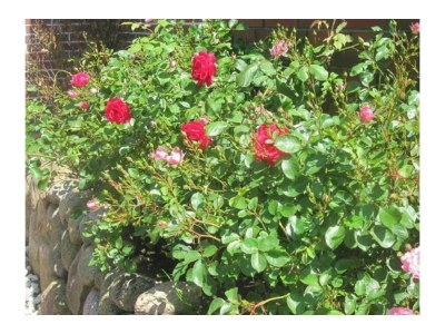 Holiday house Beachcomber EG in Morsum, Sylt - Holiday house