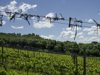 Holiday house Chianti Wine Resort Tenuta di Bibbiano - Environment photo 115