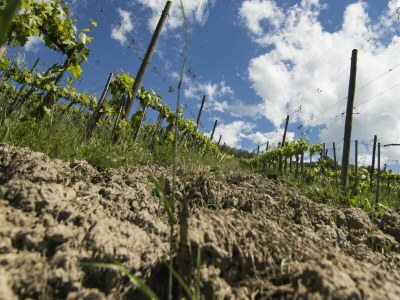 Holiday house Chianti Wine Resort Tenuta di Bibbiano - Environment photo 118