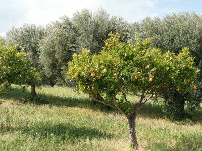 Holiday house La villa del relax - Environment photo 68