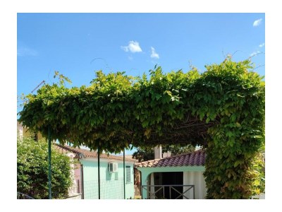 Holiday house Casa Glicine in Budoni - Holiday house