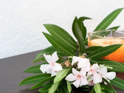 Holiday house L'Alzoni - Features photo 39