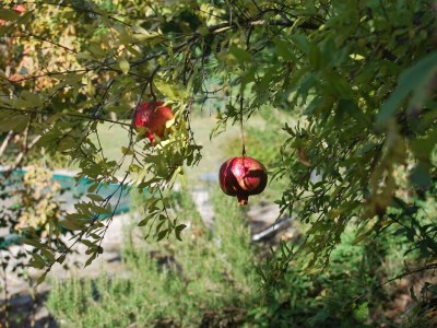 Holiday house Villa Carina: Cottage surrounded by green nature - Environment photo 26