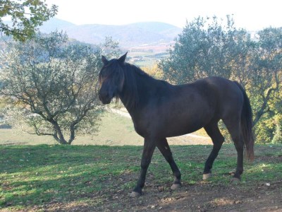 Holiday house Villa Carina: Cottage surrounded by green nature - Environment photo 27