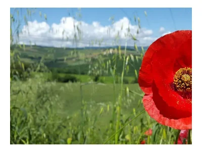 Holiday house Villa Carina: Cottage surrounded by green nature - Environment photo 30