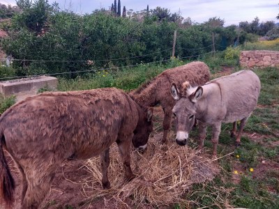 Finca No title - Environment photo 21