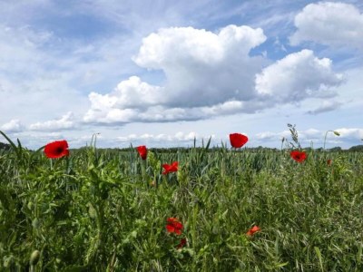 Apartment Attic Apartment with Garden Access - Environment photo 32