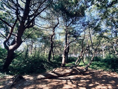 Holiday house Authentic cosy beach cottage in Callanstoog - Environment photo 24