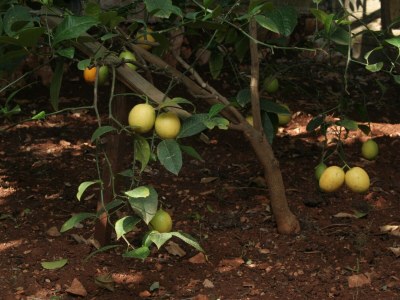 Apartment Two bedroom apartment near beach Cove Zarace (Gdinj), Hvar A-4598-b - Outdoor photo 13