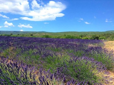 Holiday house House in Vaison-la-Romaine with Pool - Environment photo 22