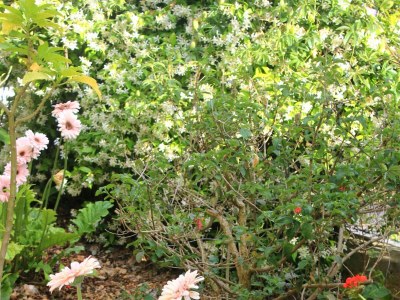 Apartment One bedroom apartment with terrace and sea view Kučište - Perna, Pelješac A-4538-d - Outdoor photo 11