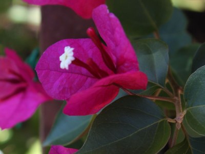 Apartment Three bedroom apartment near beach Stara Novalja, Pag A-6390-a - Outdoor photo 12