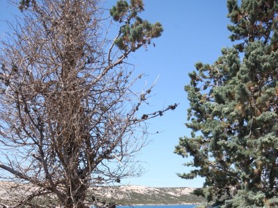 Apartment Three bedroom apartment near beach Stara Novalja, Pag A-6390-a - Outdoor photo 35