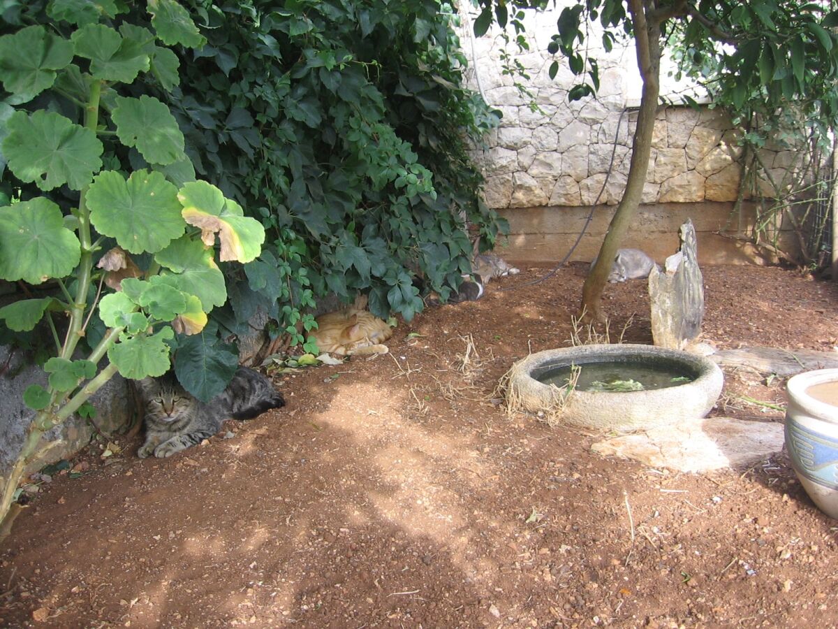 Apartment One bedroom apartment with terrace and sea view Lumbarda, Korčula A-18037-c - Outdoor photo 5