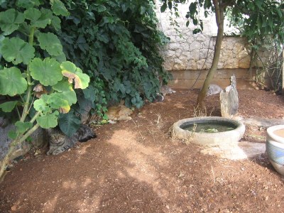 Apartment One bedroom apartment with terrace and sea view Lumbarda, Korčula A-18037-c - Outdoor photo 5