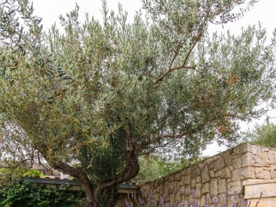 Apartment One bedroom apartment with balcony and sea view Okrug Gornji, Čiovo A-18827-c - Outdoor photo 18
