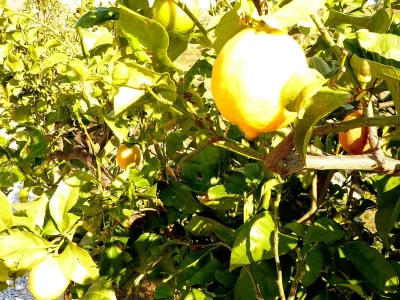 Holiday house Ferienhaus in Canillas am Strand - Outdoor photo 39