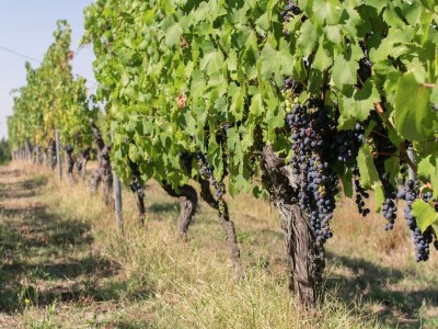 Castle Guest House in Monferrato with Wine Tasting - Environment photo 26