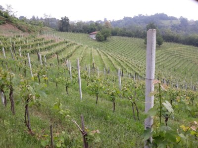 Castle Guest House in Monferrato with Wine Tasting - Environment photo 29