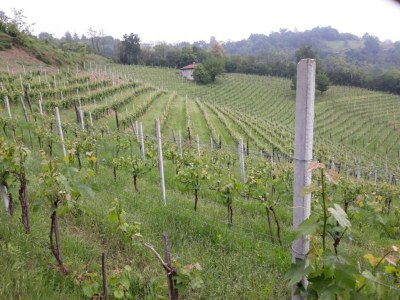 Castle Gästehaus in Monferrato mit Weinverkostung - Environment photo 24