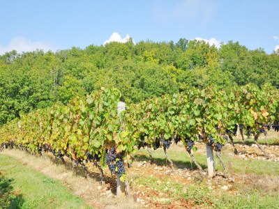 Villa Schönes Bauernhaus mit privatem Pool - Environment photo 39