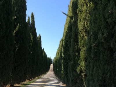 Holiday house Casa Il Gelsomino near Firenze,San Gimignano,Siena - Environment photo 31