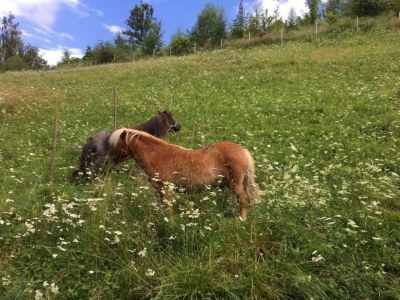 Apartment Ferienwohnung #3 mit 2 Schlafzimmern für bis zu 6 Personen - Environment photo 25