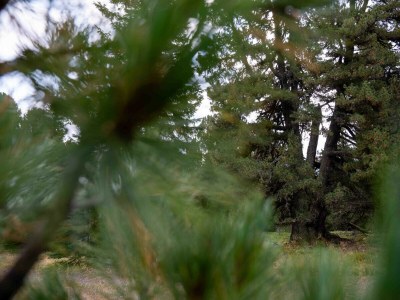 Chalet Deluxe Superior Chalet # 32 mit Sauna & Hot Tub - Environment photo 52